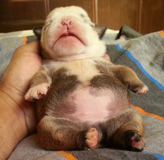 a person holding a small puppy up to their face with his head in the air