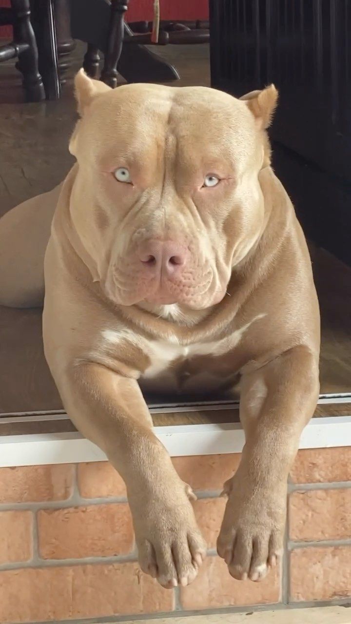 a brown dog sitting on top of a window sill next to a brick wall