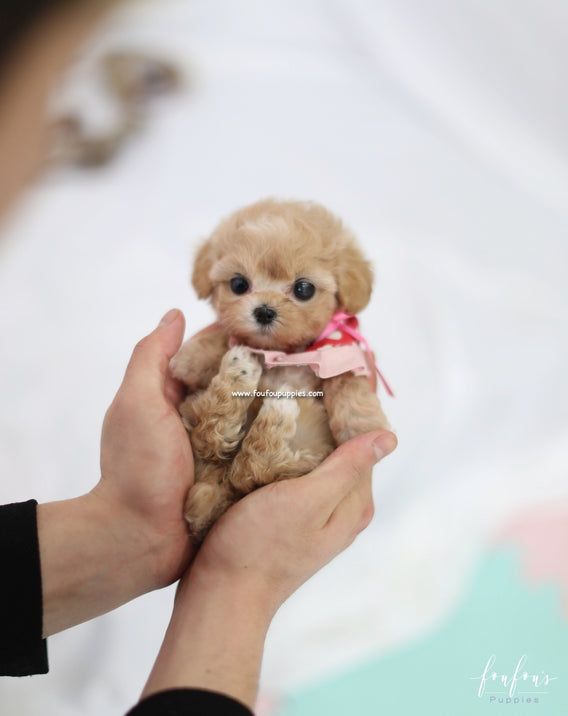 a person holding a small brown teddy bear in their left hand and wearing a pink ribbon around its neck