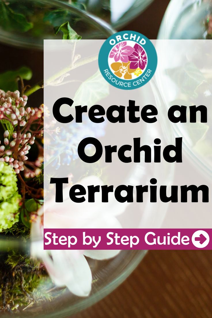 an orchid plant in a glass bowl with the words create an orchid terrarium step by step guide