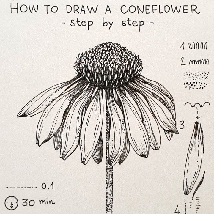 a drawing of a coneflower with instructions on how to draw the flower step by step