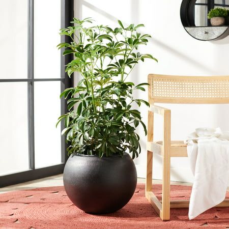 a plant in a large black pot on a rug next to a chair and mirror