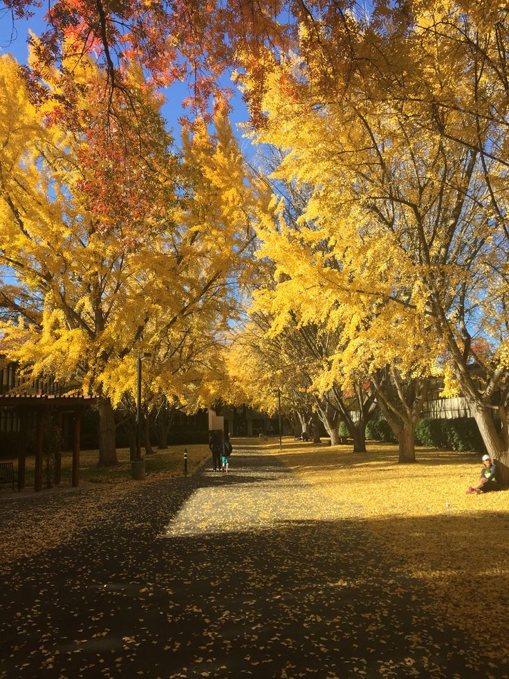 the trees are changing colors in the fall season, and there is no image here to provide a caption for