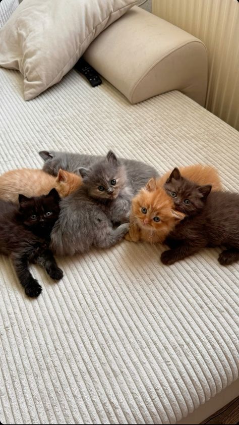 a group of kittens laying on top of a bed with white sheets and pillows