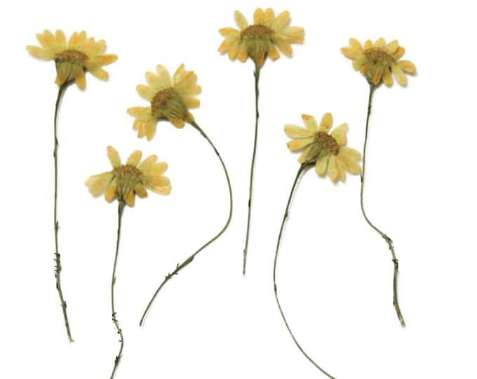 four yellow flowers are shown on a white background