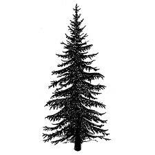 a black and white photo of a pine tree