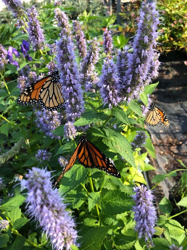 three monarch butterflies on purple flowers in a garden