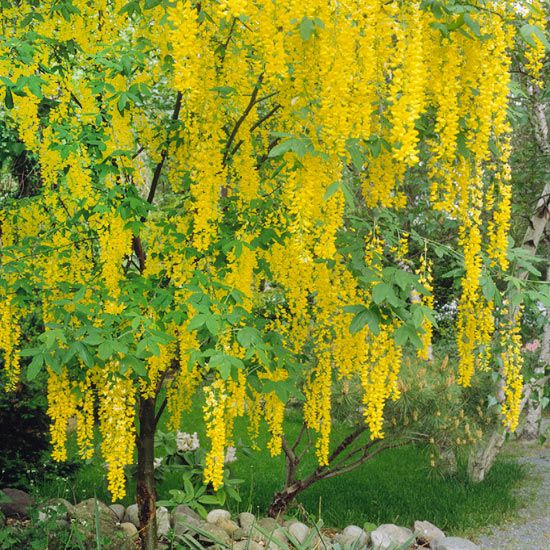 the yellow flowers are blooming all over the trees