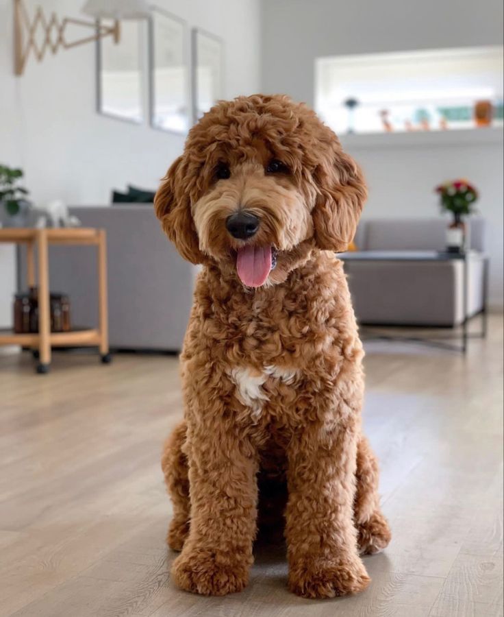 a brown dog sitting on top of a hard wood floor