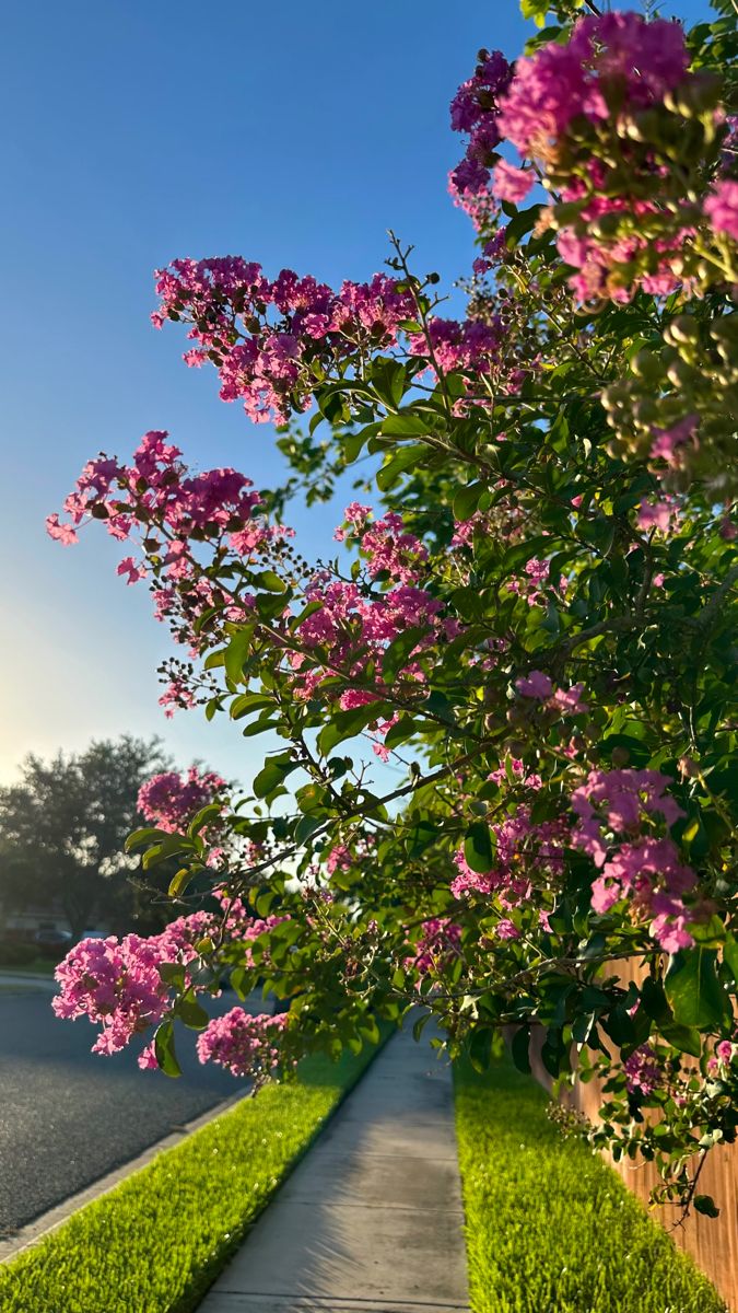 purple flowers are blooming on the side of a sidewalk next to a body of water