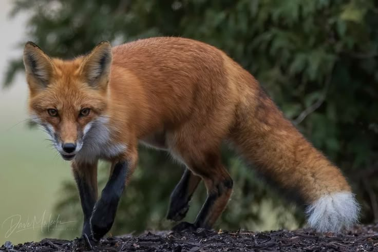 a red fox standing on top of a pile of mulch