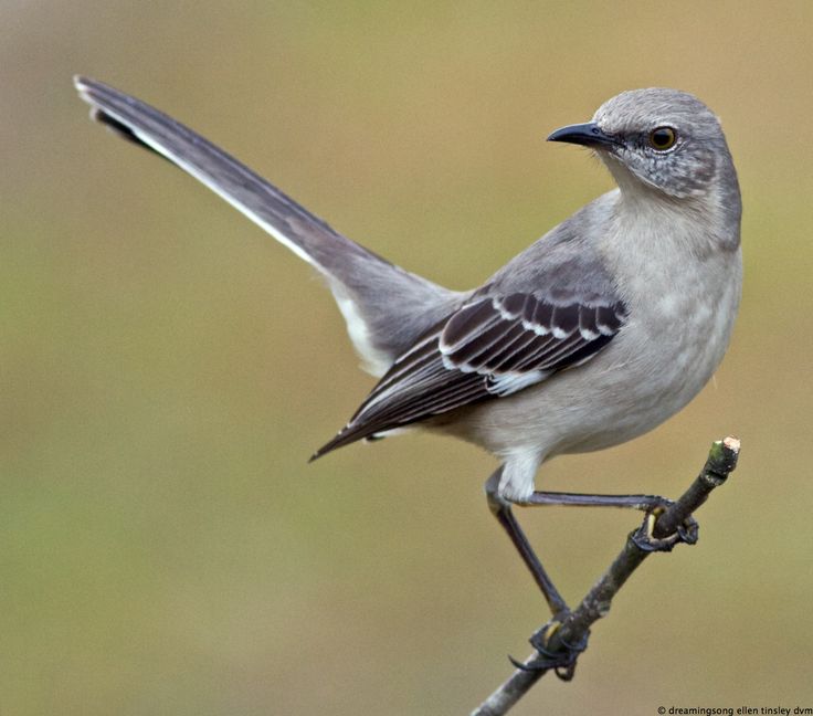 a gray and white bird sitting on top of a tree branch