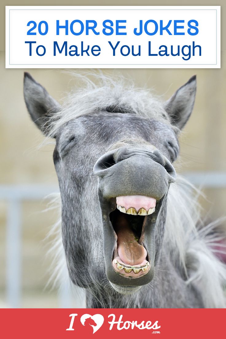 a gray horse with its mouth open and it's teeth wide open, showing the teeth