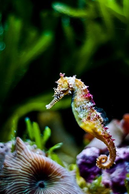 a sea horse is standing on top of some corals