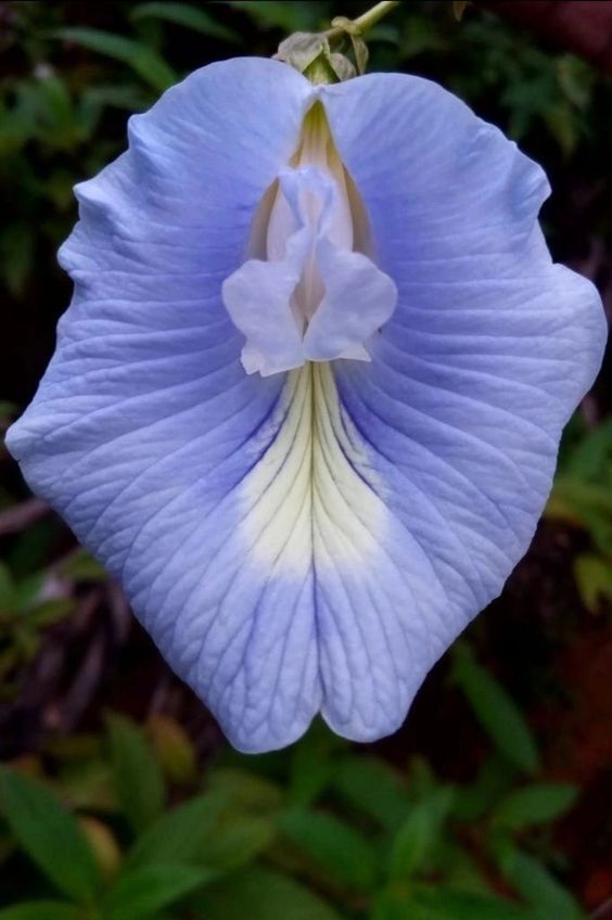 a large blue flower with white stamens