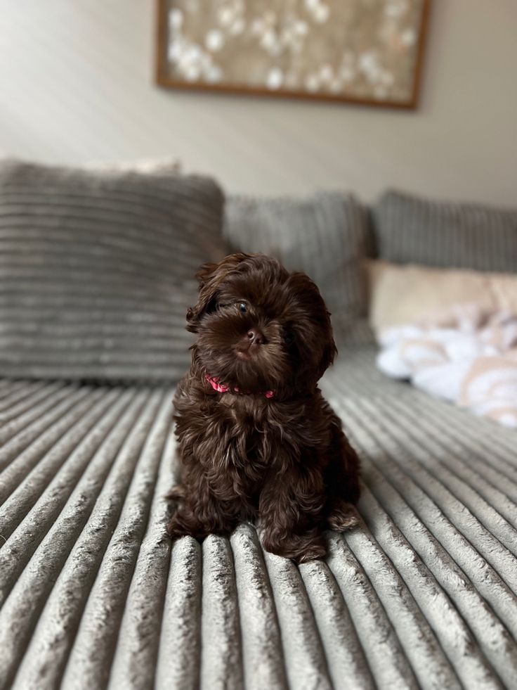 a small brown dog sitting on top of a bed