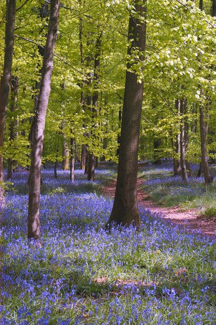 bluebells are blooming in the woods near trees