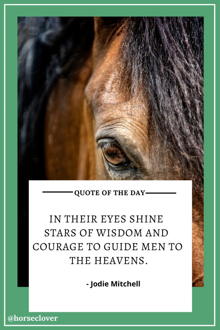 a horse's eye with the words, quote of the day in their eyes shine stars