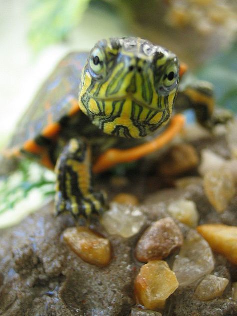 a small turtle sitting on top of some rocks