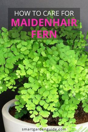 a potted plant with the words how to care for maidenhair fern