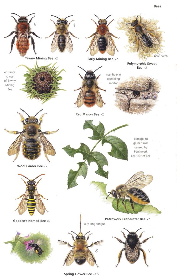 the different types of bees are shown in this diagram, and there is also an image of