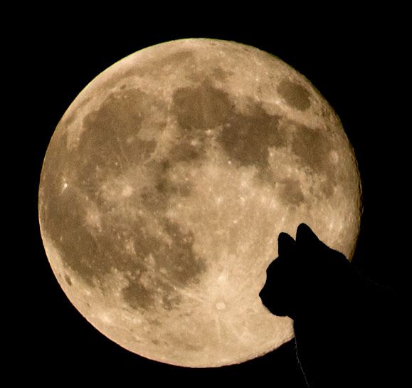 a cat that is looking at the moon