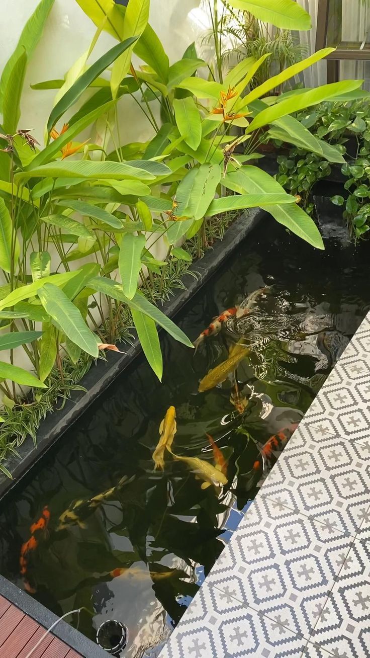 there are many fish swimming in the pond