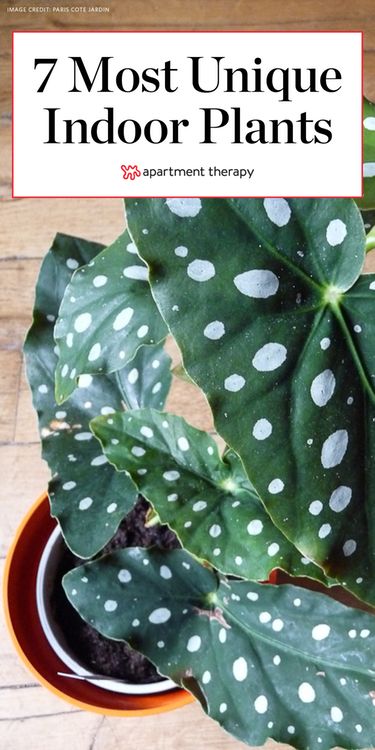 a potted plant with white dots on it and the title 7 most unique indoor plants