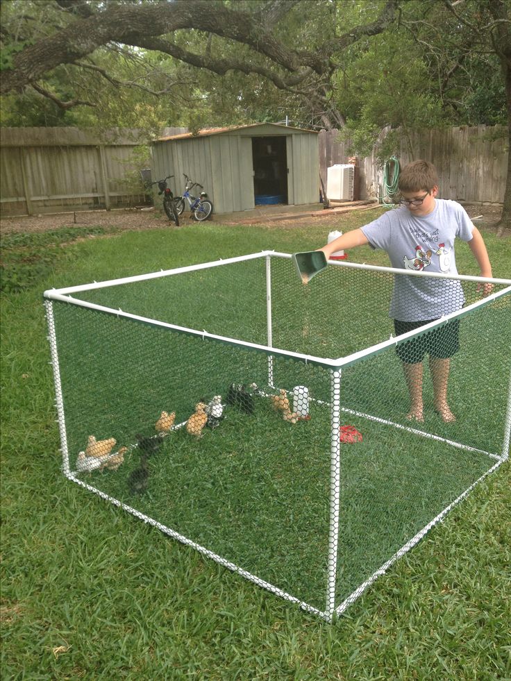 a young boy is playing with chickens in a chicken coop on the grass near a tree