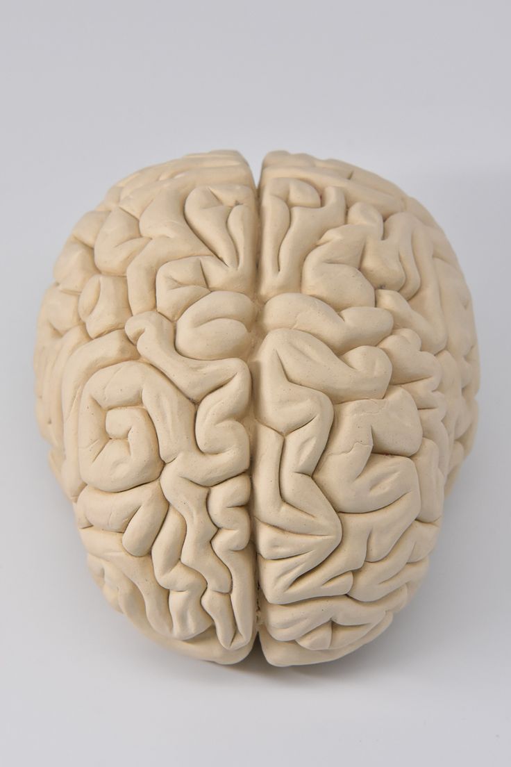 a model of the human brain on a white background