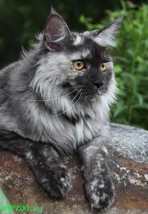 a black and grey cat sitting on top of a rock next to green plants in the background