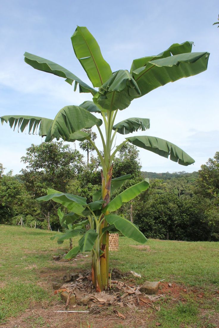 a banana tree in the middle of a field