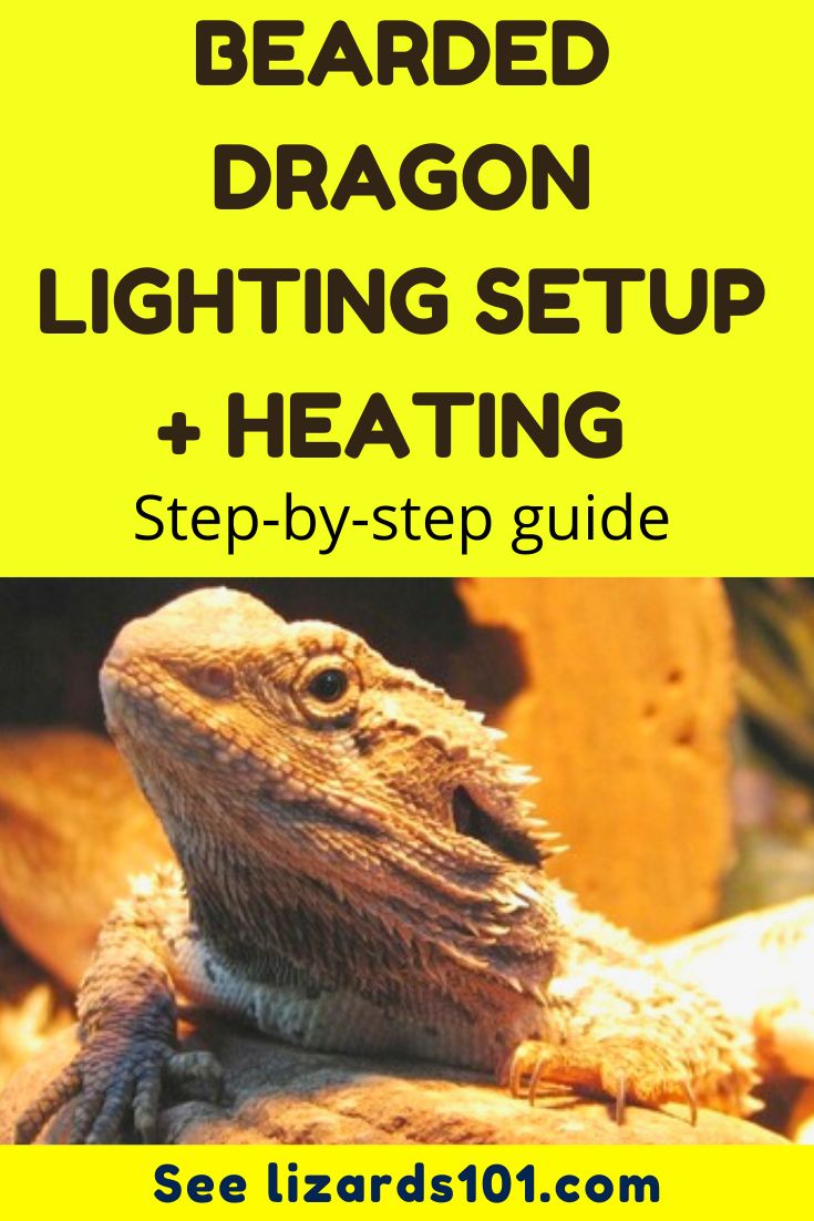 the bearded dragon lighting setup and heating step - by - step guide