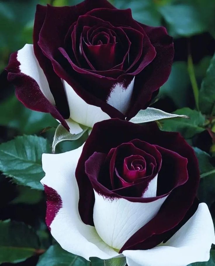 two white and red roses with green leaves in the foreground, one is dark purple