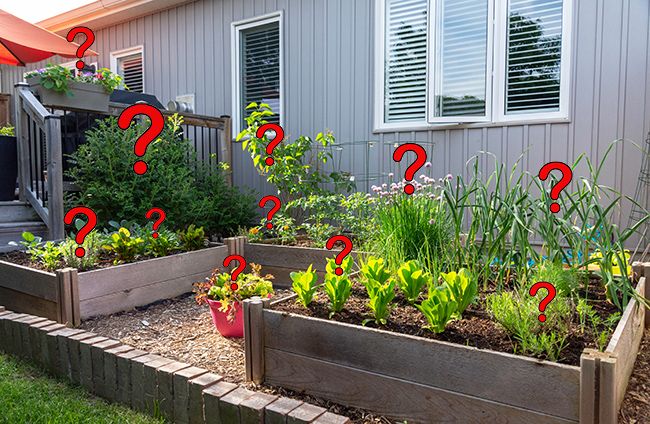 a garden with red question marks on it and green plants in the foreground, next to a house