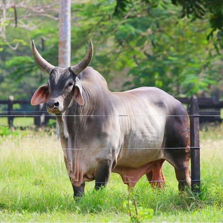 an animal that is standing in the grass near a fence with trees behind it and another animal on the other side of the fence