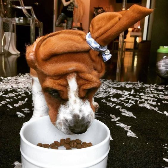 a dog wearing a wig eating out of a white bowl with food in it's mouth