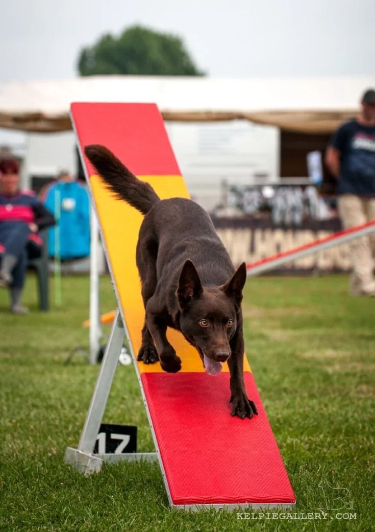 a black dog jumping over a red and yellow ramp