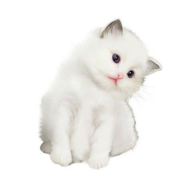 a white kitten with blue eyes sitting down