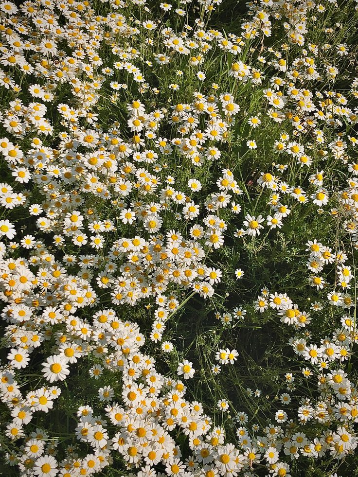 many white and yellow daisies in a field