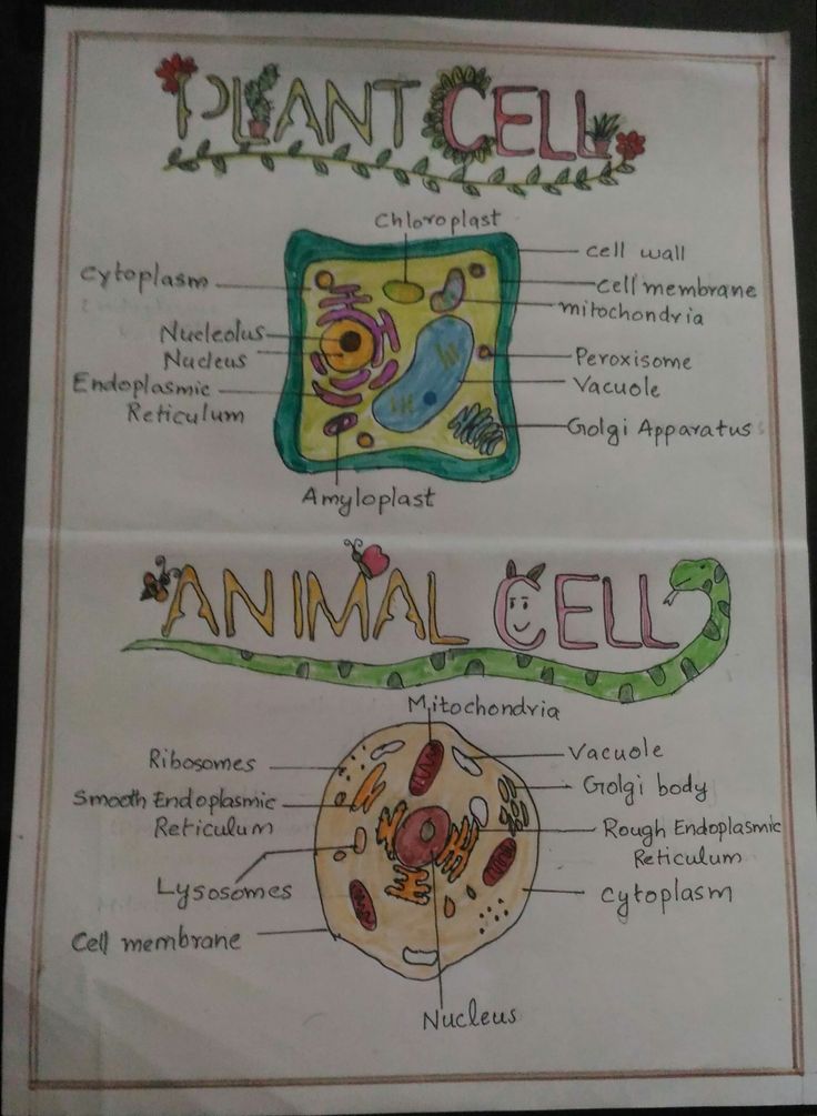 an animal cell diagram is shown on a piece of paper with the words plant cell and animal cells