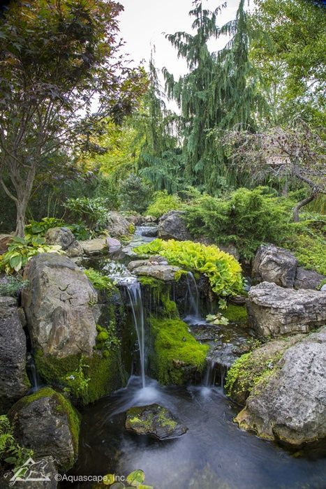 a small waterfall in the middle of a lush green forest filled with rocks and plants