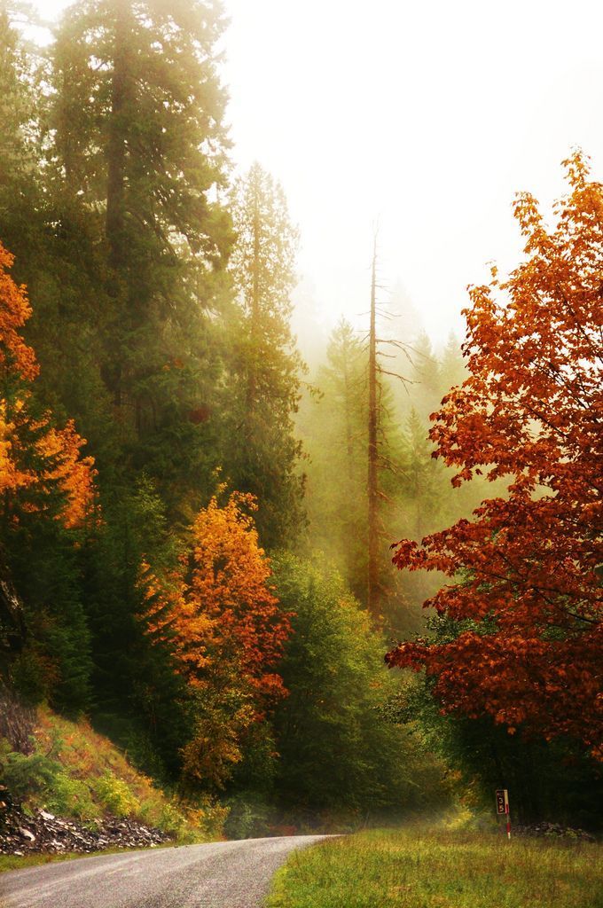 a dirt road surrounded by trees and grass