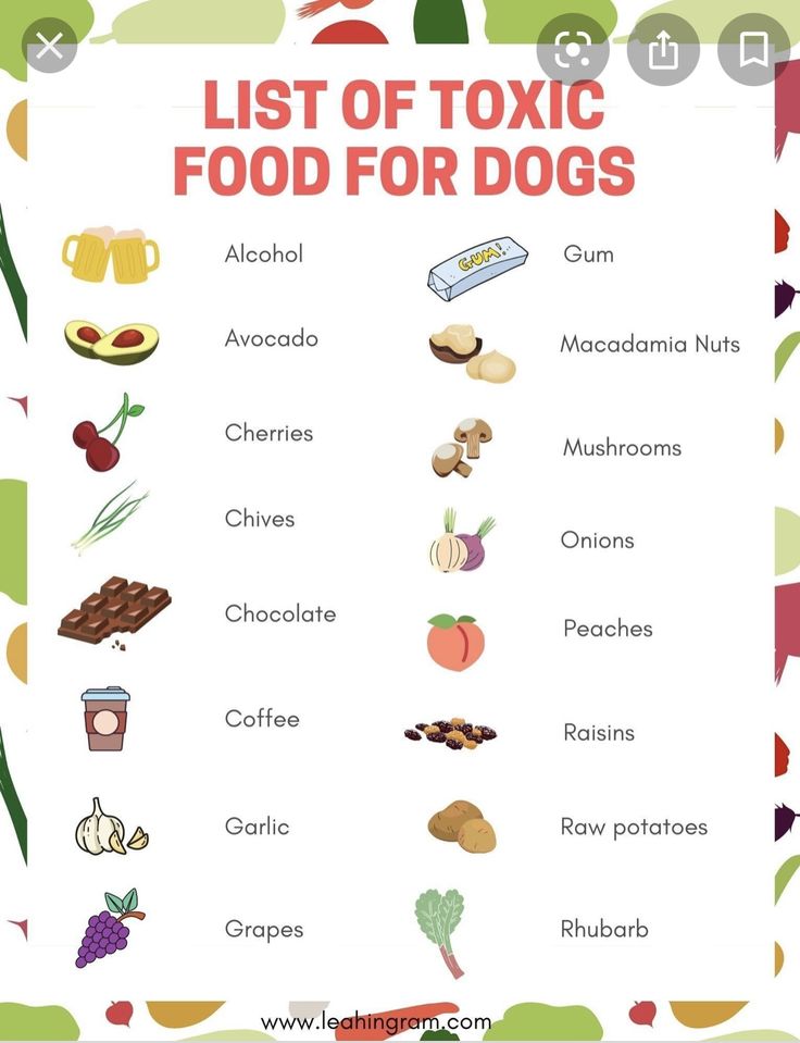 the list of food for dogs