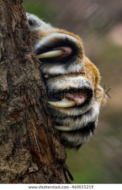 a close up of a animal's face on a tree