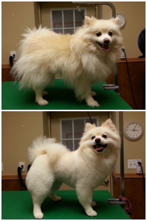 two pictures of a small white dog standing on a green surface