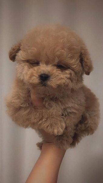 a person holding a small brown dog up to the camera with it's eyes closed