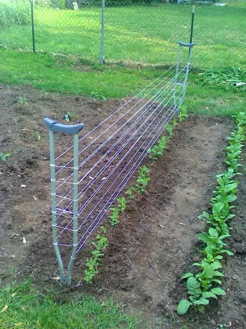 the garden is ready to be planted in the fenced off area with no grass