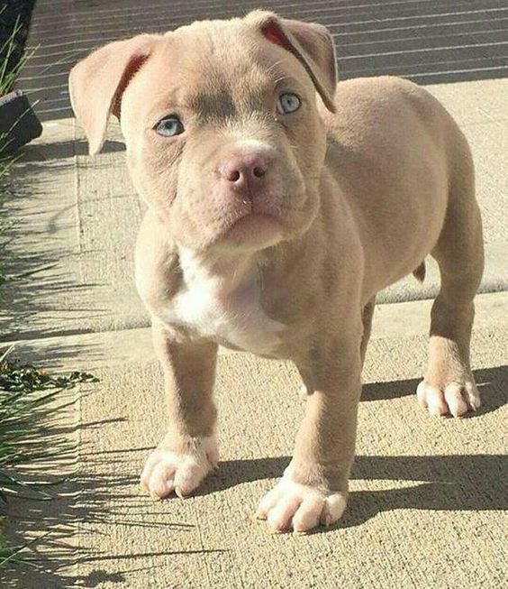 a brown dog standing on top of a sidewalk