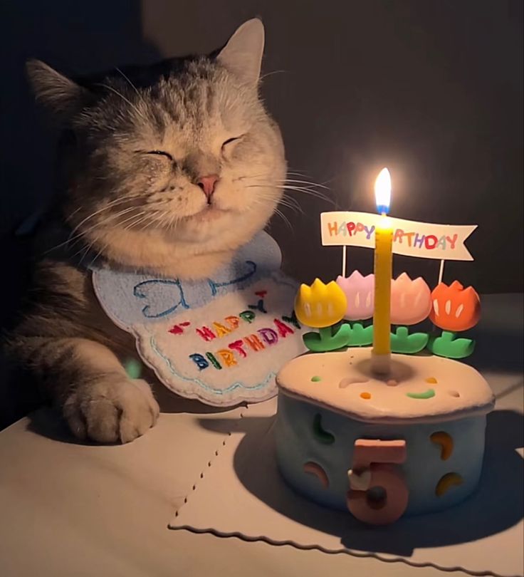 a cat sitting in front of a birthday cake with a candle on it and a bib around its neck